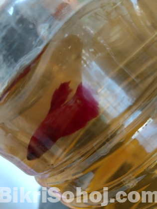 Super Red Rosetail Betta (Male & Female) Available